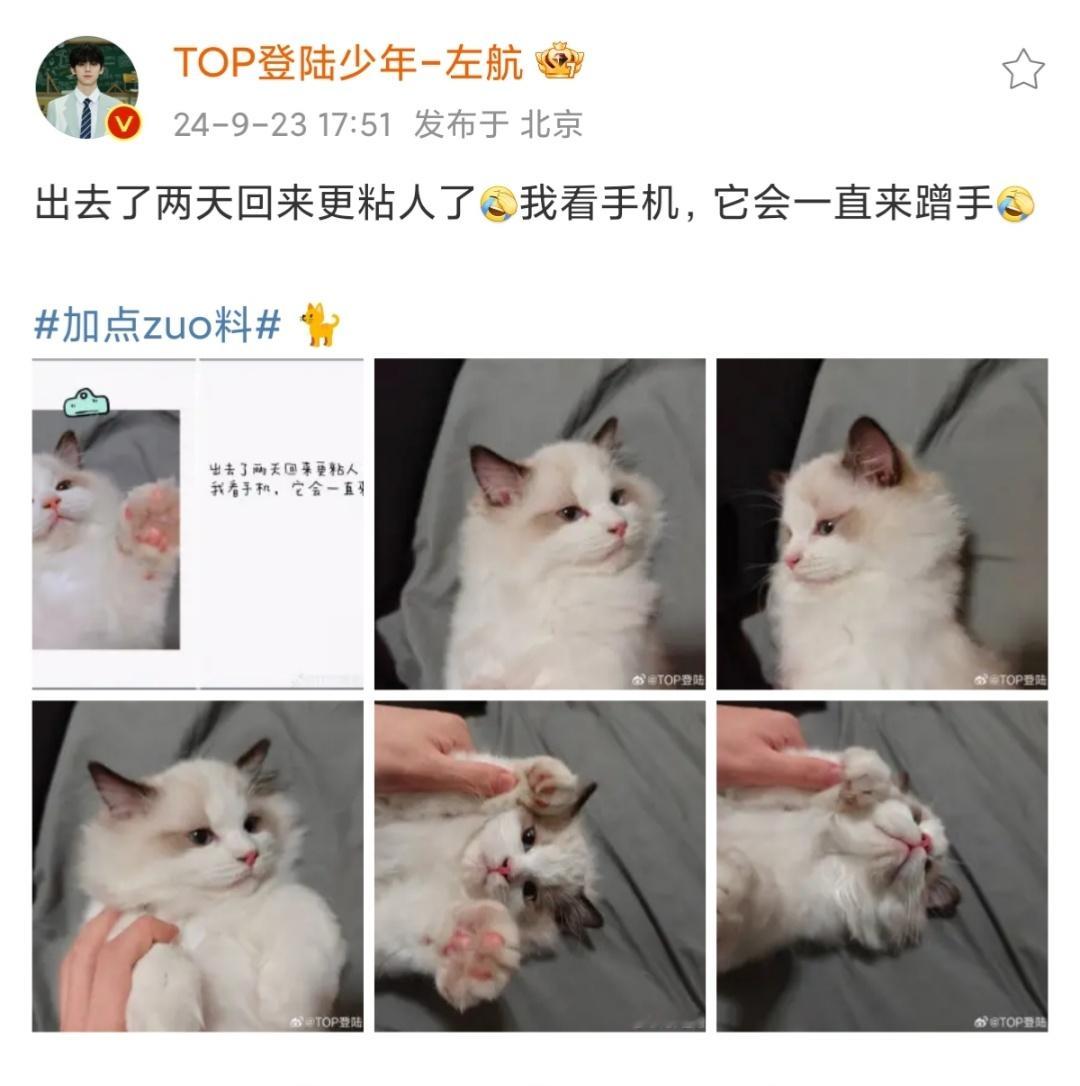 #左航的养猫日记#跪求偷厚米教程[开摆]怎么会有这么粘人可爱又软乎乎的小猫咪啊[