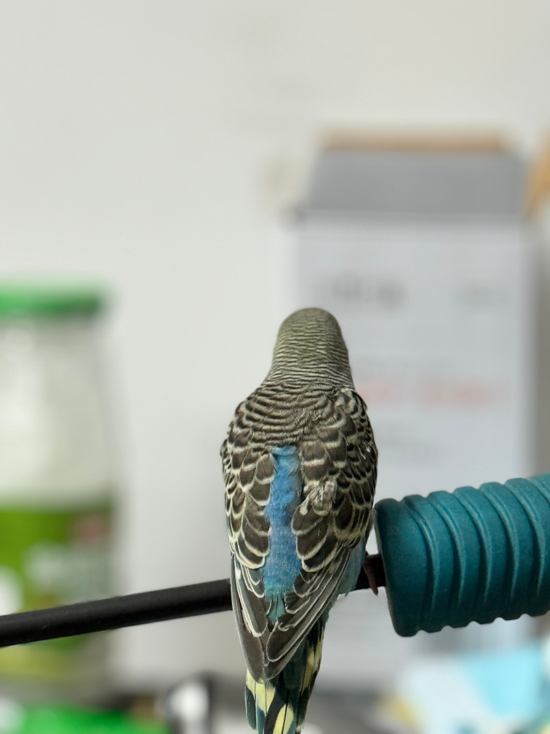 给鹦鹉🦜搞了一只鸟笼，说实话我现在还不知道他属于鹦鹉的哪个品种！[允悲]感觉养