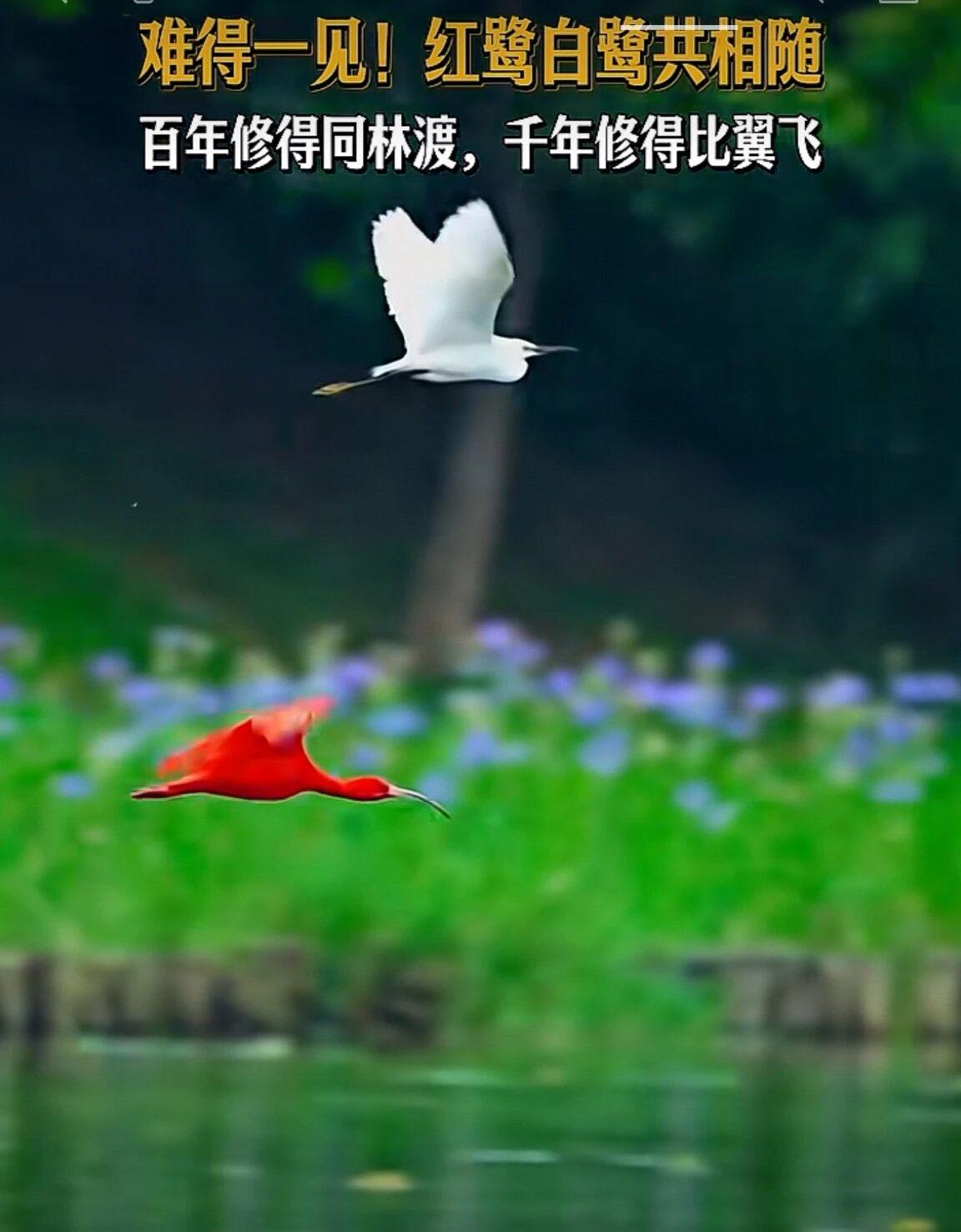 百年修得同船渡，千年修得比翼飞。
～难得一见红鹭白鹭共相随。
红鹭也称美洲红鹮，