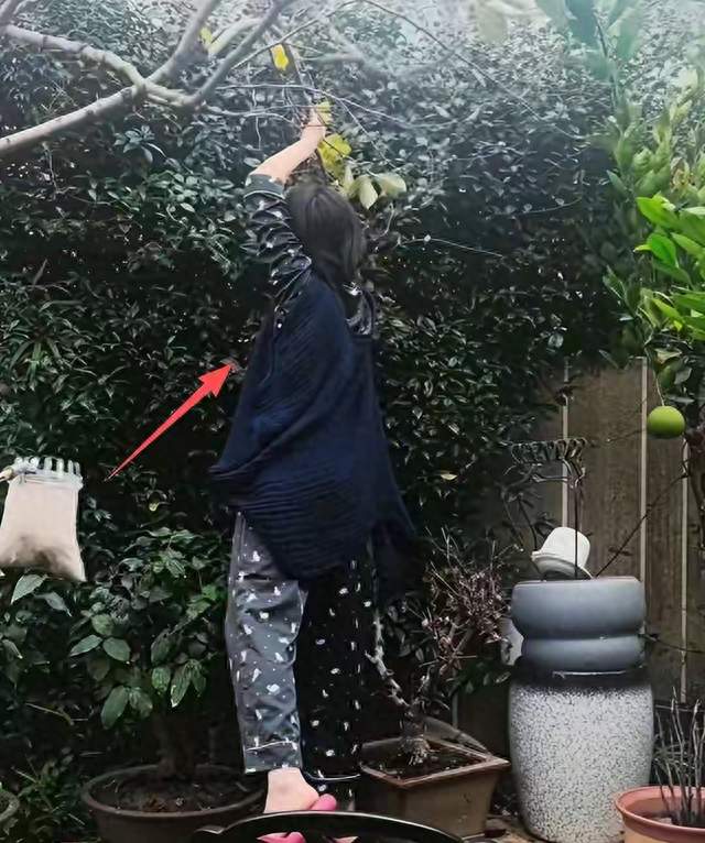 红毯上肩颈线能杀人，院子里蹬墙摘柿子，倪妮的反差太离谱了