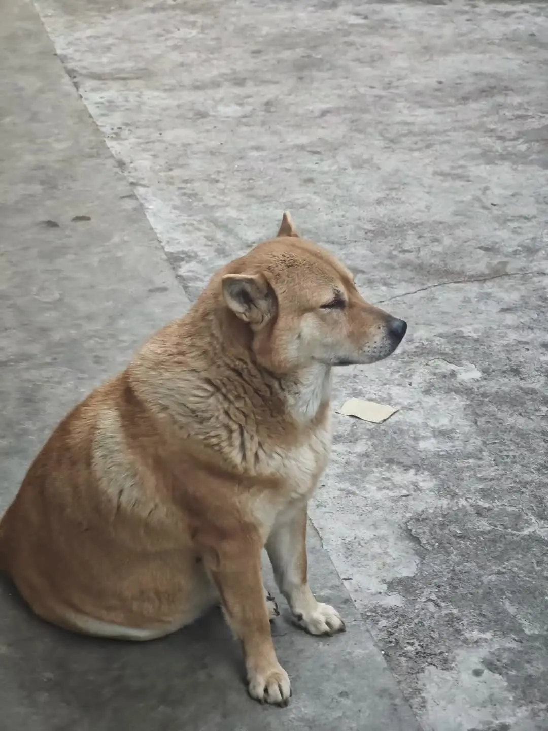 这狗一看就很好相处 早上起来就一顿咔咔拍。。
