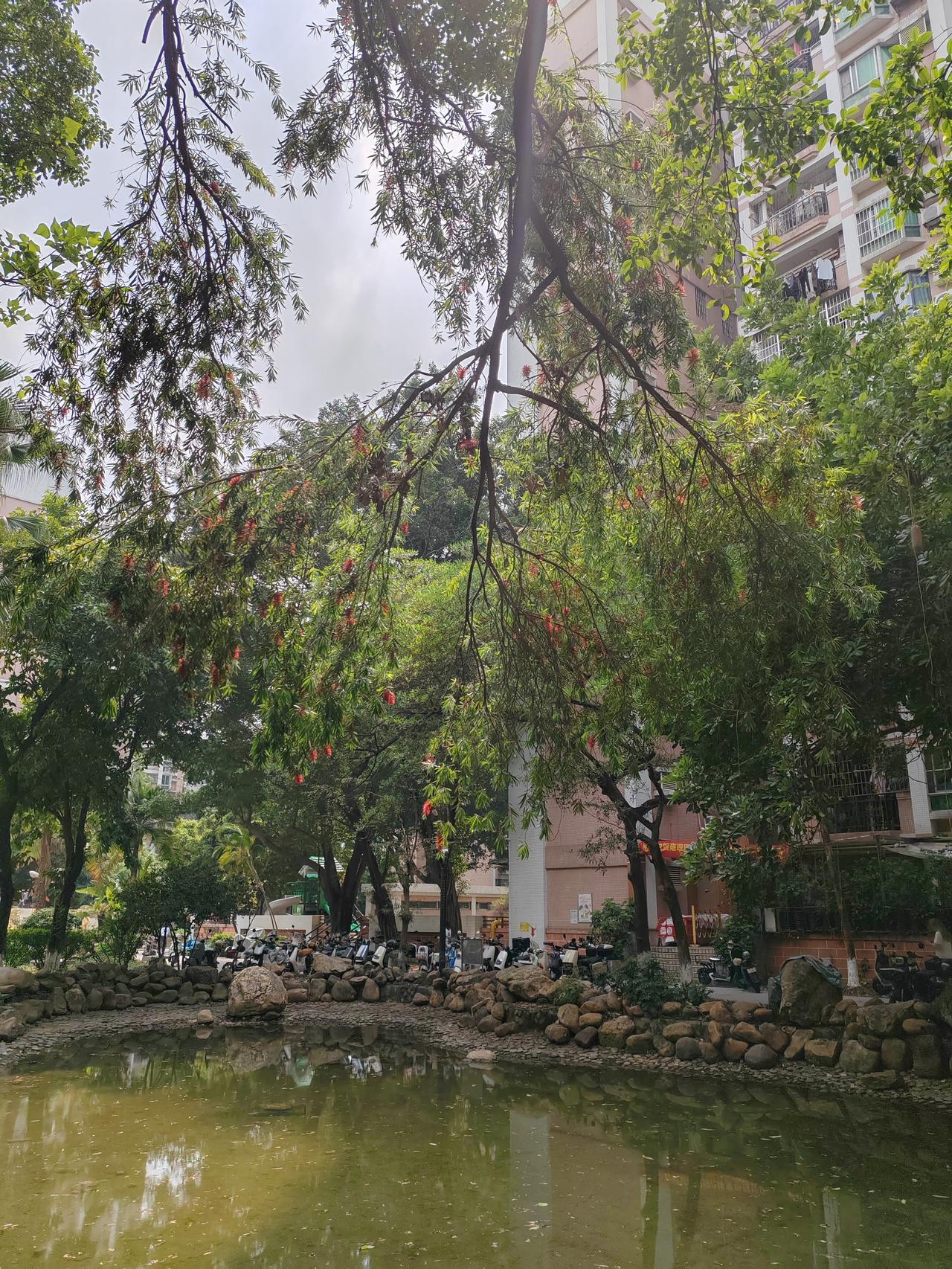 突然发现，自己的知识是多么的贫乏。昨天，在广州白云的一个小区，一个小小的水塘边，