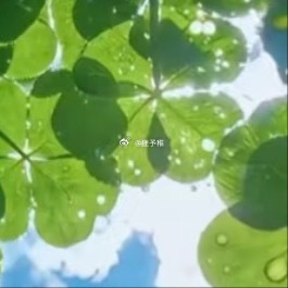 0000青荇仰光，笃行生香从草叶缝隙抬眼，四叶草托着点点水珠，将澄澈的蓝天圈成一