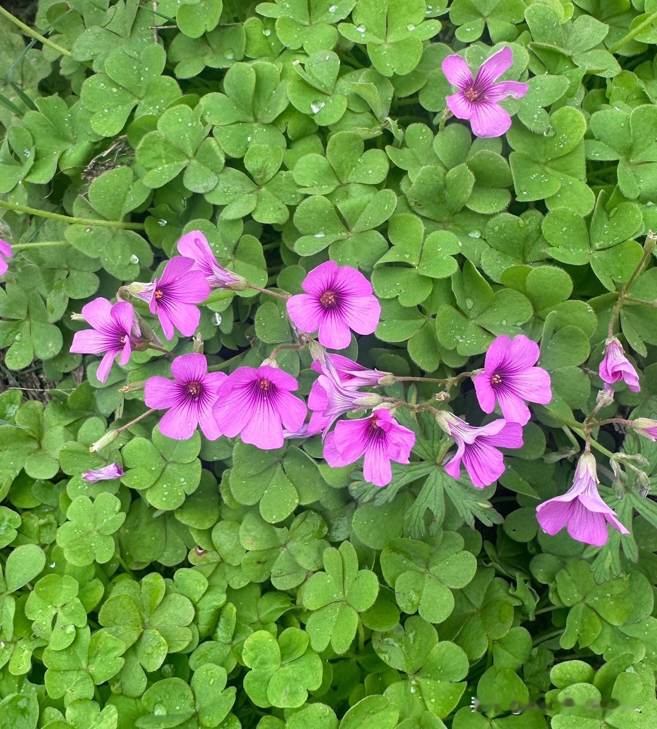 负债逾期爆发，先生活还是先还款？我的答案是：先活着

之前听人说很多负债人这一辈