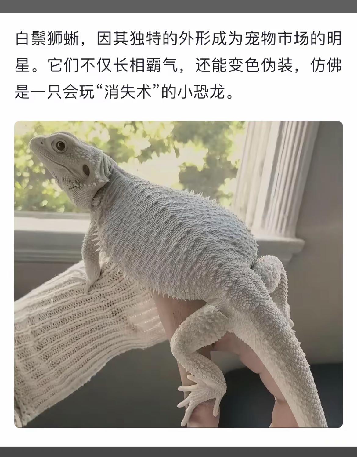 白鬃狮蜥，变幻莫测，似龙非龙。