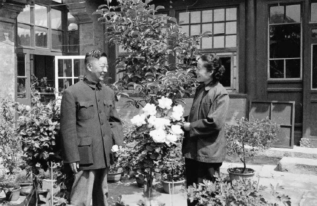 1954年，老舍和夫人胡絜青在胡同院子中摆弄花草时，相视而笑的一张留影，这个小四