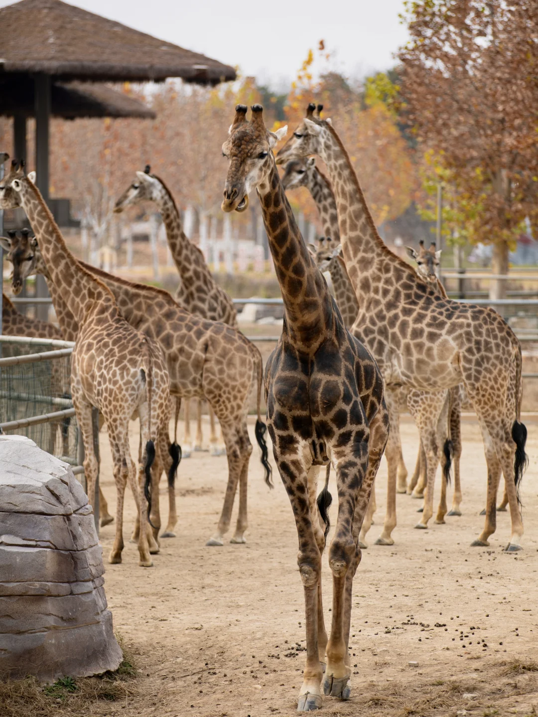 🚄2h直达肯尼亚分亚🦒互动体验💯