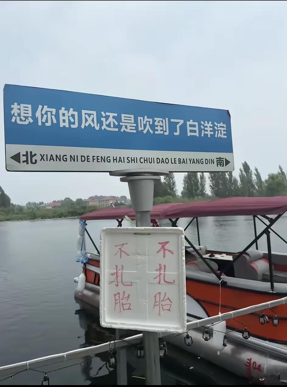 想你的台风吹到了白洋淀，太想你了，不扎胎，绝不扎胎，保证不扎胎！