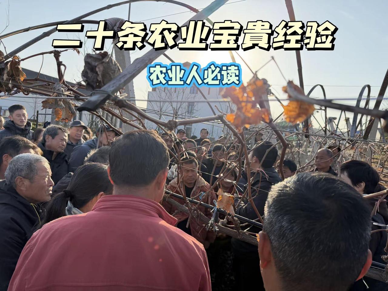 以下20条农业忠告，是我从无数次试错、深耕中提炼的经验结晶，愿能为你在农业之路上