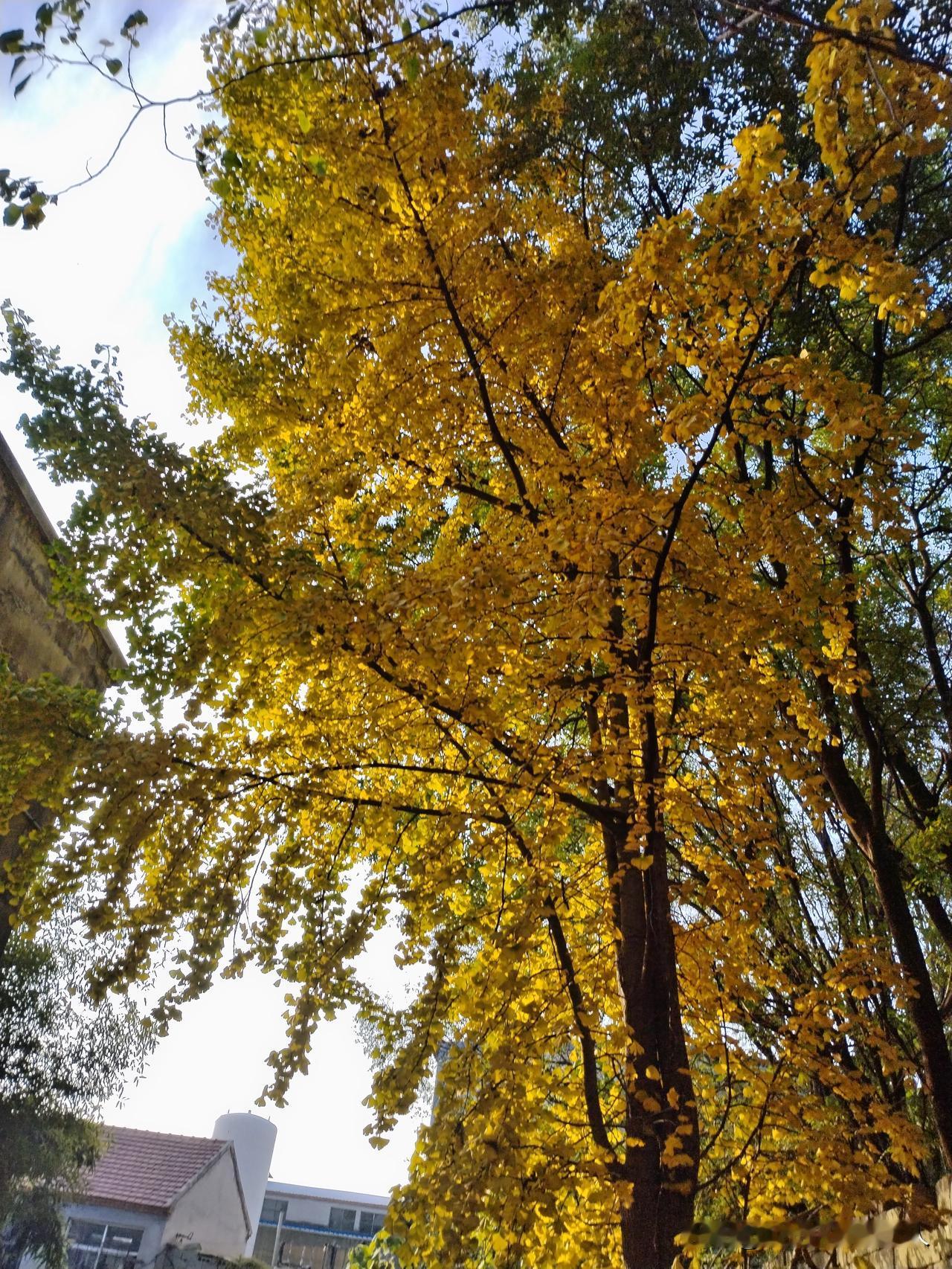 你见过金黄的银杏树吗