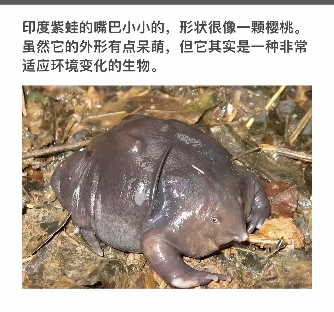 萌趣的印度紫蛙，像樱桃一样可爱！🌸🐸