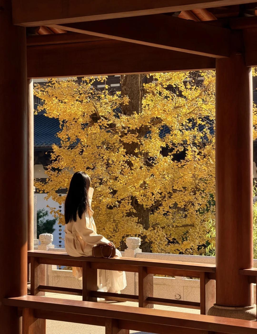 11.16实况！！径山寺银杏杀疯了……
要看今年径山寺银杏的快冲了
错过就要等一