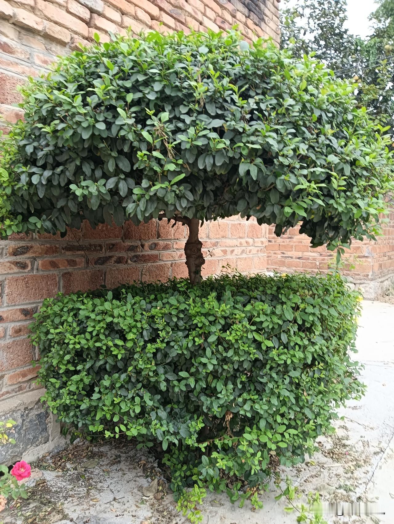 这棵树长得真像蘑菇啊。 This tree took me a lot of t