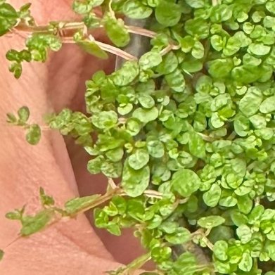 珍珠草（迷你地毯小草，微景观小众植物）种植养护1. 配土栽种：营养土加少量细沙，