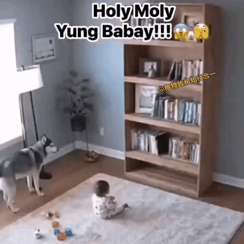 没有看清楚这个书橱子是怎么的倒的，也不知道它为什么会倒下，搞得有些不可思议，但是