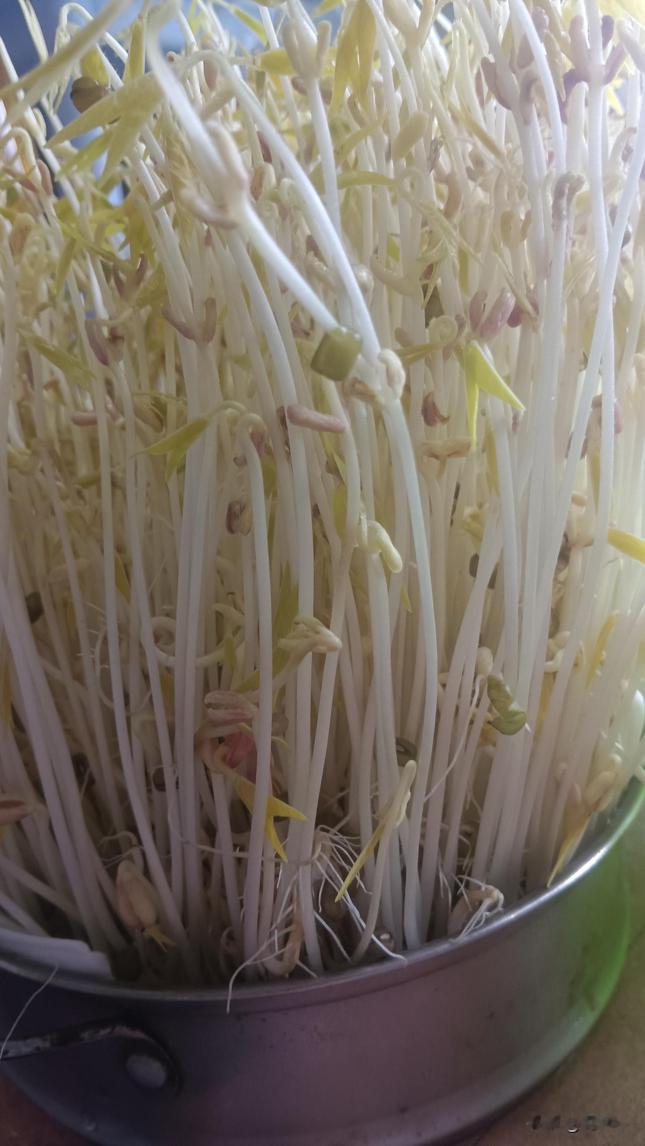 第一次做的绿豆芽，养了4天看着还可以，就是有点老了，而且还是细细的，没买的好看，