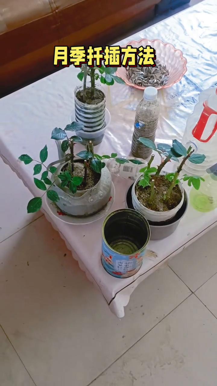 月季托插方法。