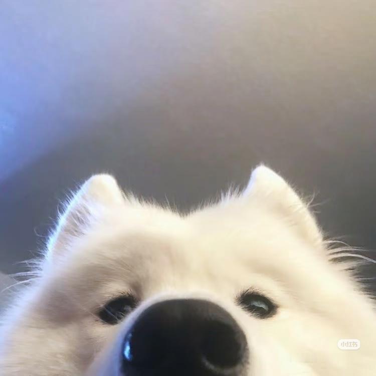 华森在边边跳舞就很像小狗探头（人:我跳得好不好呀好不好！！请夸夸我！！！！）好萌