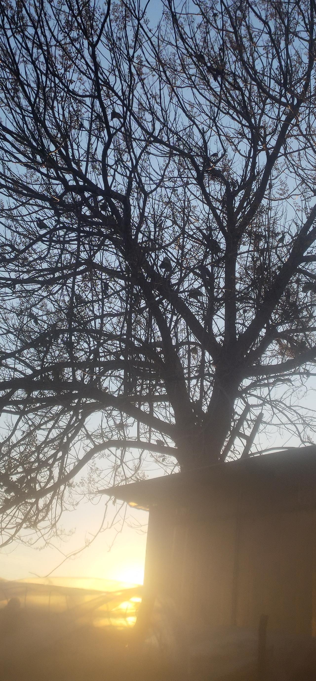 一张图证明秋天来了 秋天已至，我家院里的梧桐树叶稀稀落落地飘下。夏日里，它枝繁叶