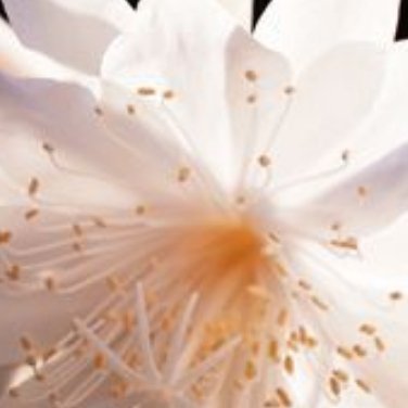 种植 种植文案 0000昙花的种植方法1、盆土的选择昙花喜富有腐殖质、排水好、疏