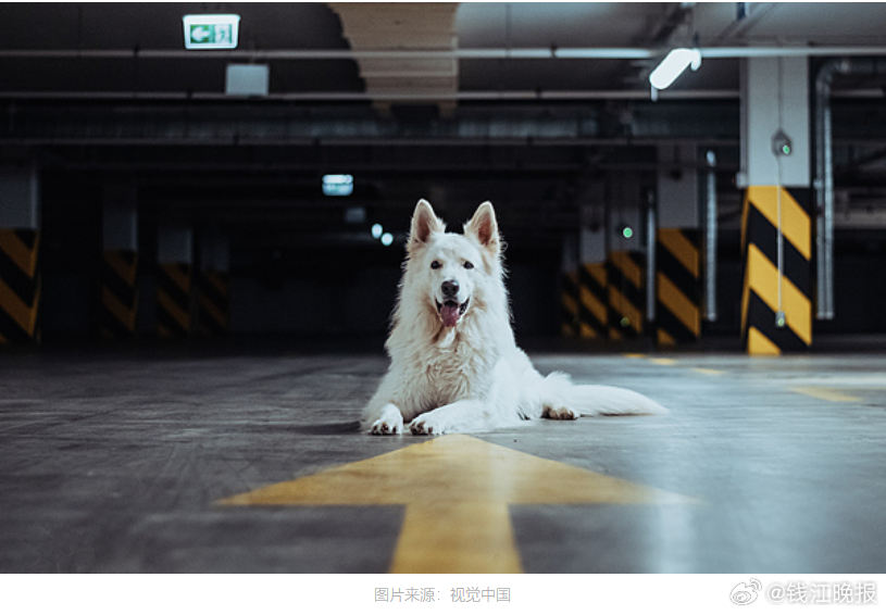 #地下车库遛狗弥漫狗尿味业主很苦恼#【“车库弥漫狗尿味，车胎边一摊黄色的……”杭
