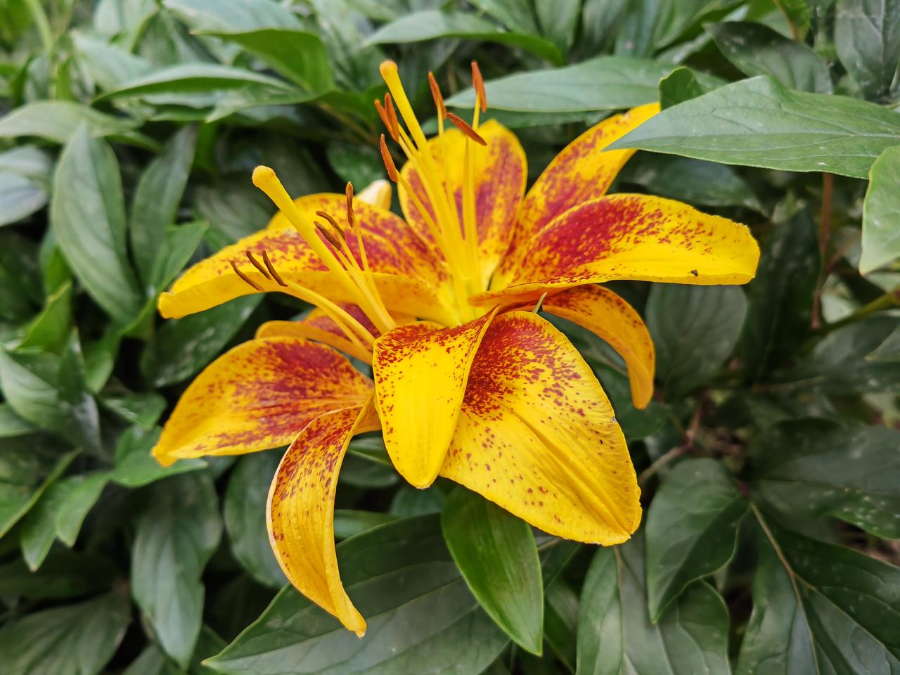 这三种百合花
第一次见，
花瓣宽大而鲜艳