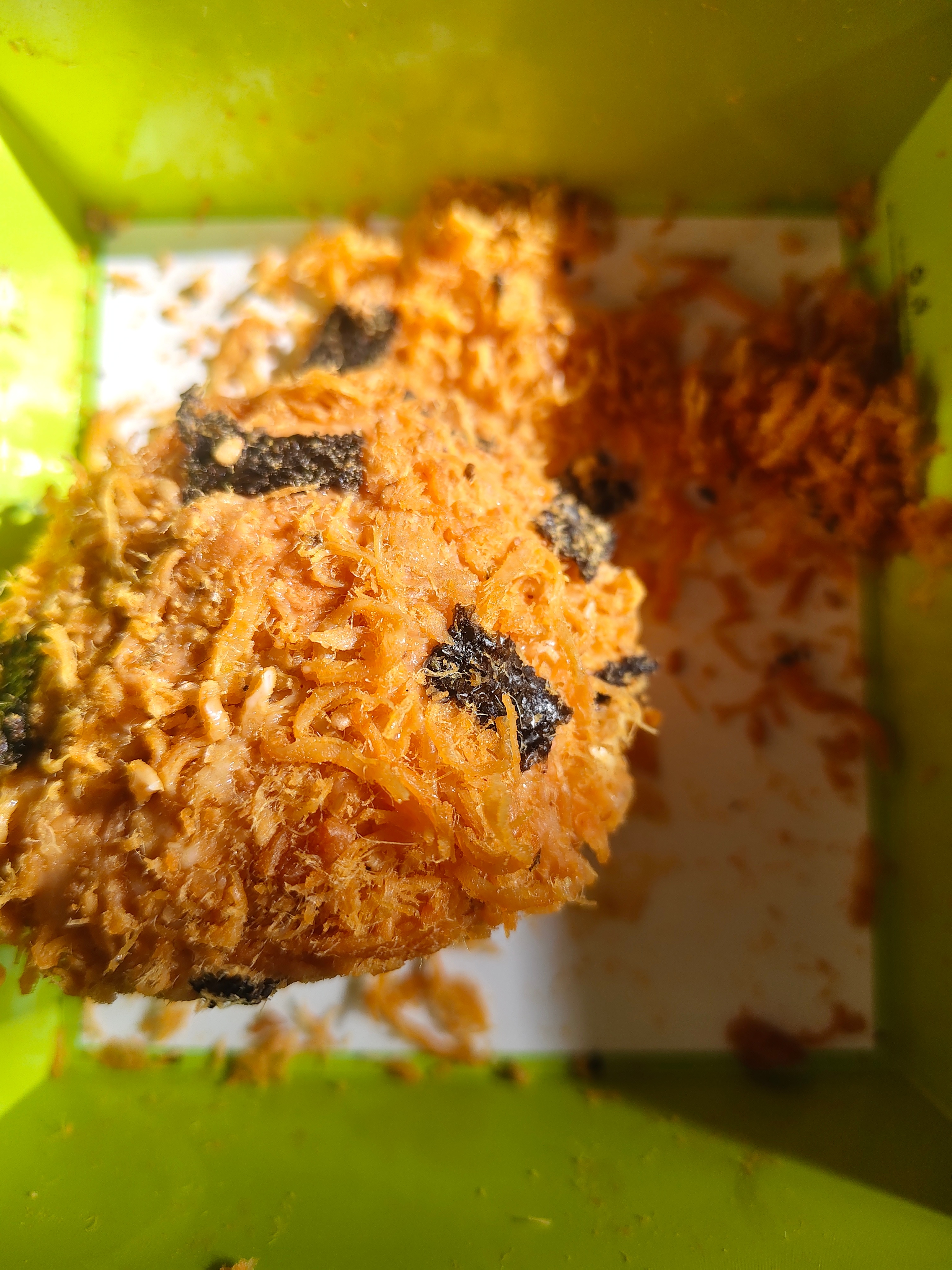 最后一个了 吃了它