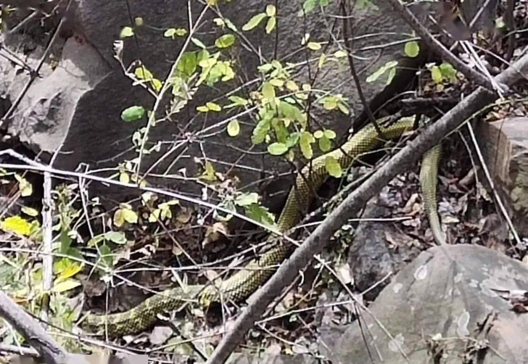 2018年山西平遥横坡村的那个春天，康国华这辈子都忘不了。

早上七点多，他扛着