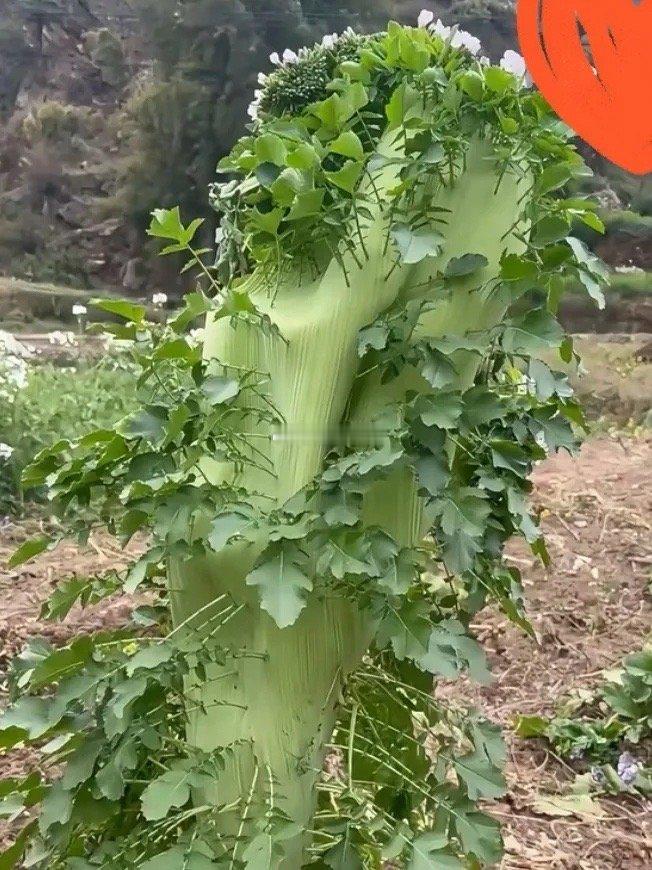 家人们这是在地边上发现的，这是菜呀，还是别的啥，你们认识不？