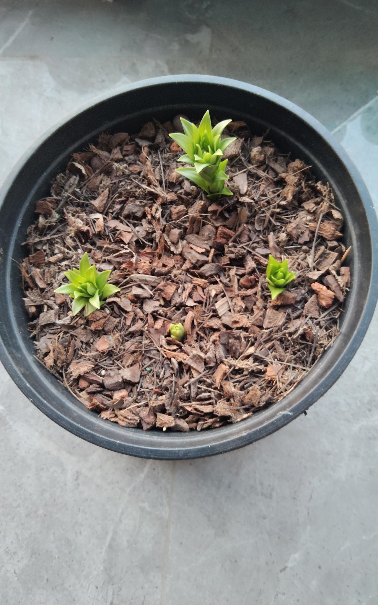 友友们我种的《索邦》百合出芽了！
我的百合品种叫《索邦》，一个月前我把百合种球放