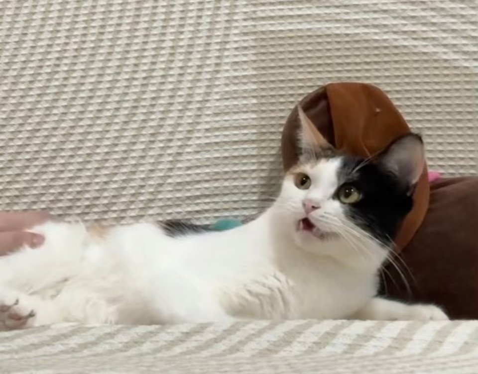 麻麻，好吓猫啊……怕怕 