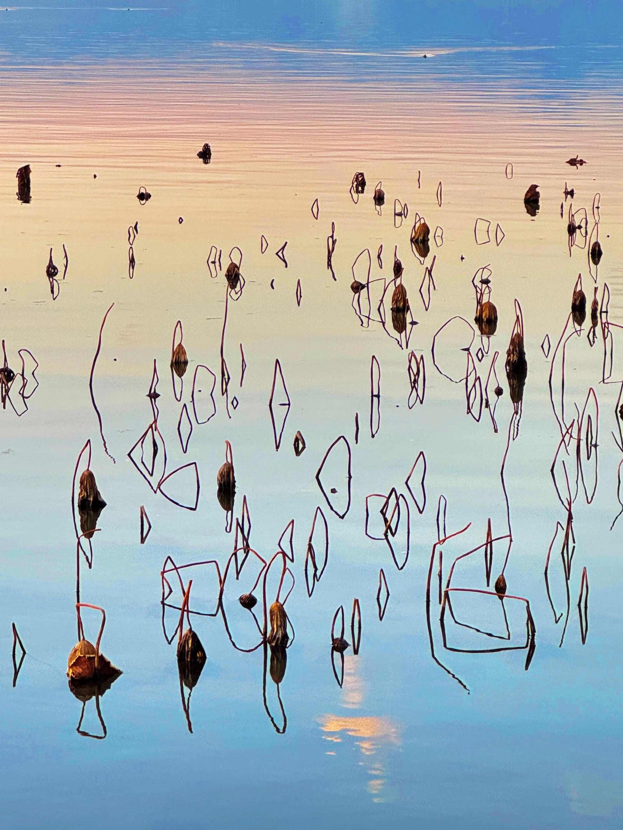 这一刻，吴冠中画里的《残荷》活过来了！！ 曾经看见吴冠中先生画的《残荷...