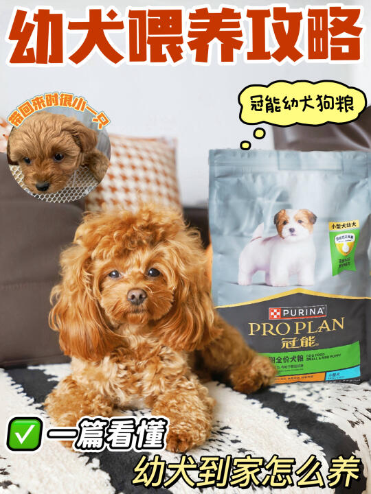 幼犬到家手忙脚乱？别慌！喂养攻略快码住！