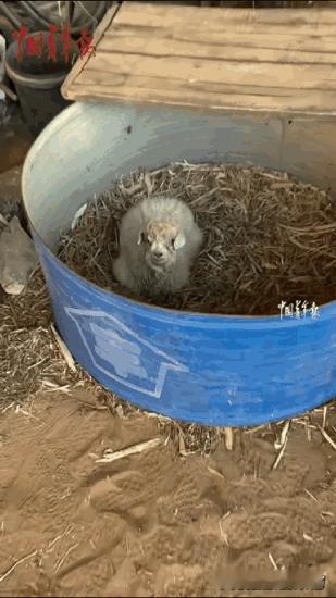 “简直戏精[捂脸]！”宁夏，男子把家里养的小羊拉到集市去卖，其他小羊都被顺利买走