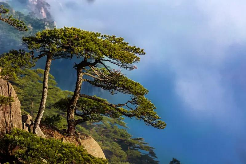 AI妙生图春风摇醒岭上松。