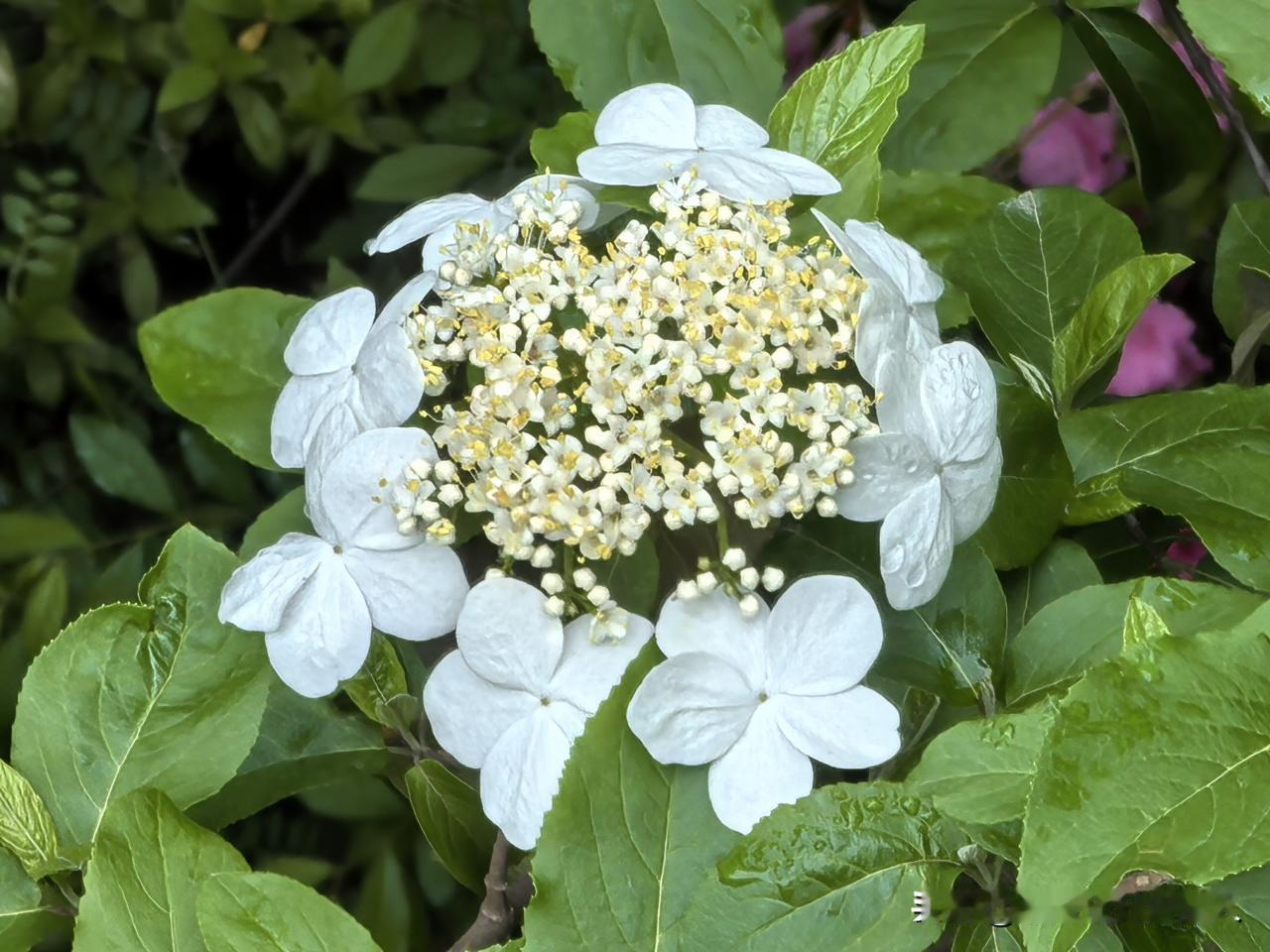 琼花，曾经让隨炀帝着迷的“维扬一枝花，四海无同类”，现在变得很普通，许多地方都可
