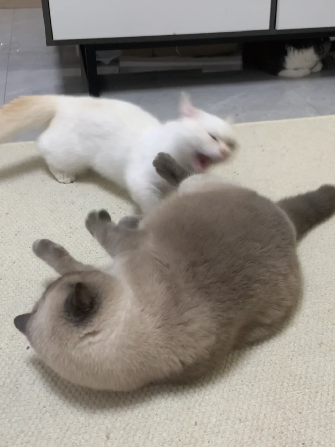 年糕条大战大土豆