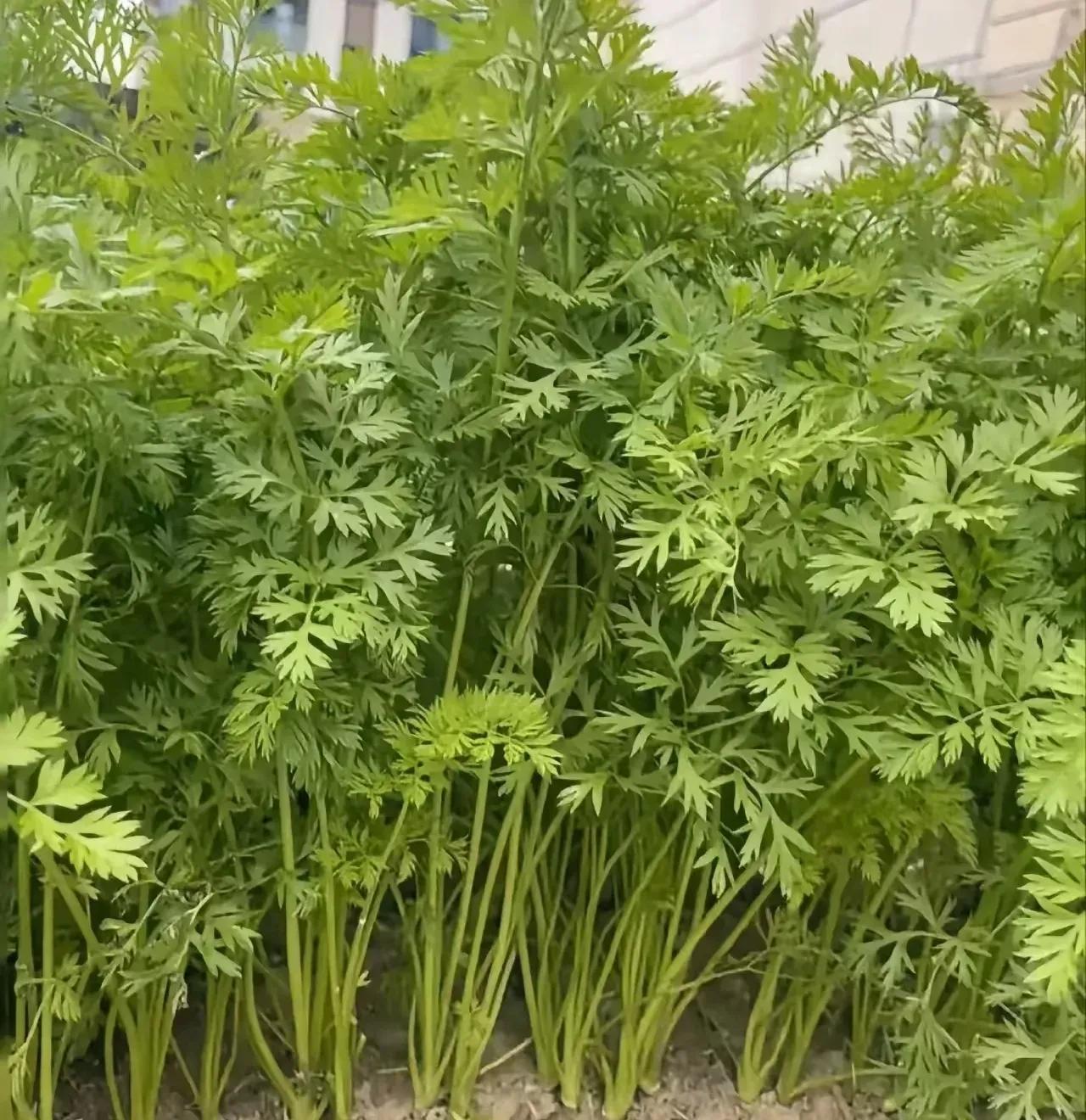 老公一口咬定这是芹菜icon，可我瞅着怎么都不像。这菜越看越犯迷糊，到底是啥蔬菜