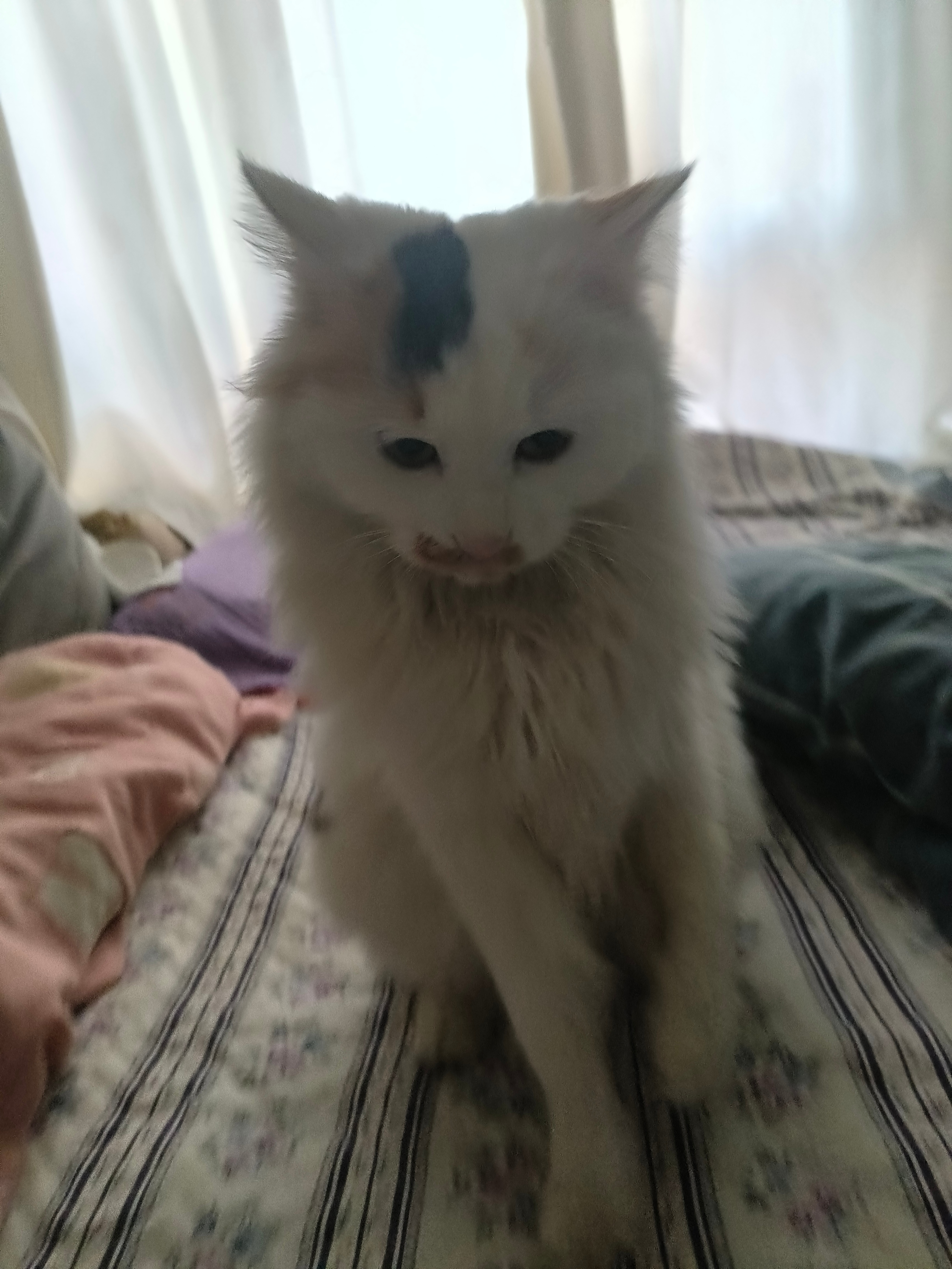 猫咪 今天的主角是这只头顶“小墨点”的长毛崽～刚洗完澡炸着毛，坐在床上一脸“被迫