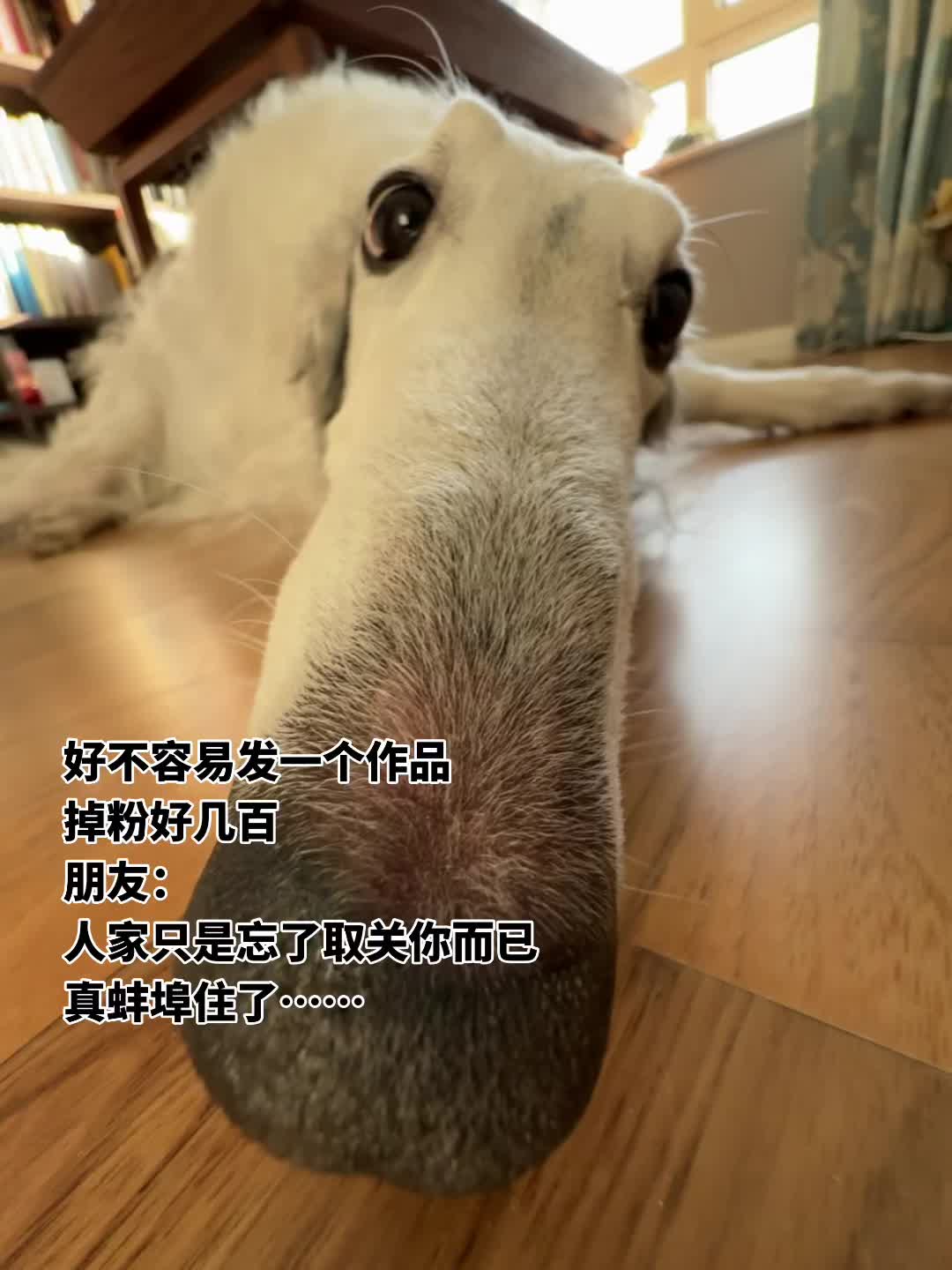 谁能心疼一下主播……