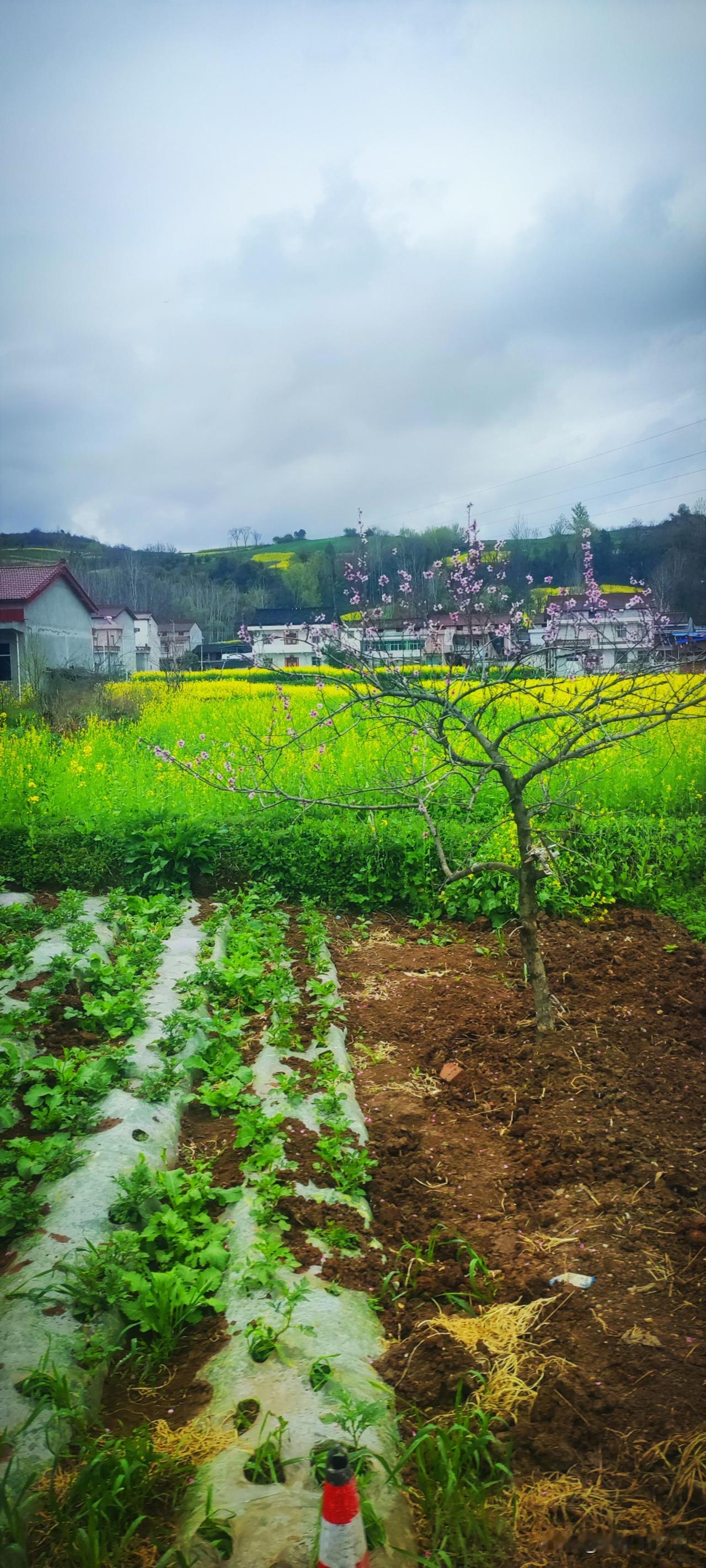 春日里的村庄是最喜人的。田野里是轰轰烈烈的绿，和热热闹闹的黄，还有一株开花的树。