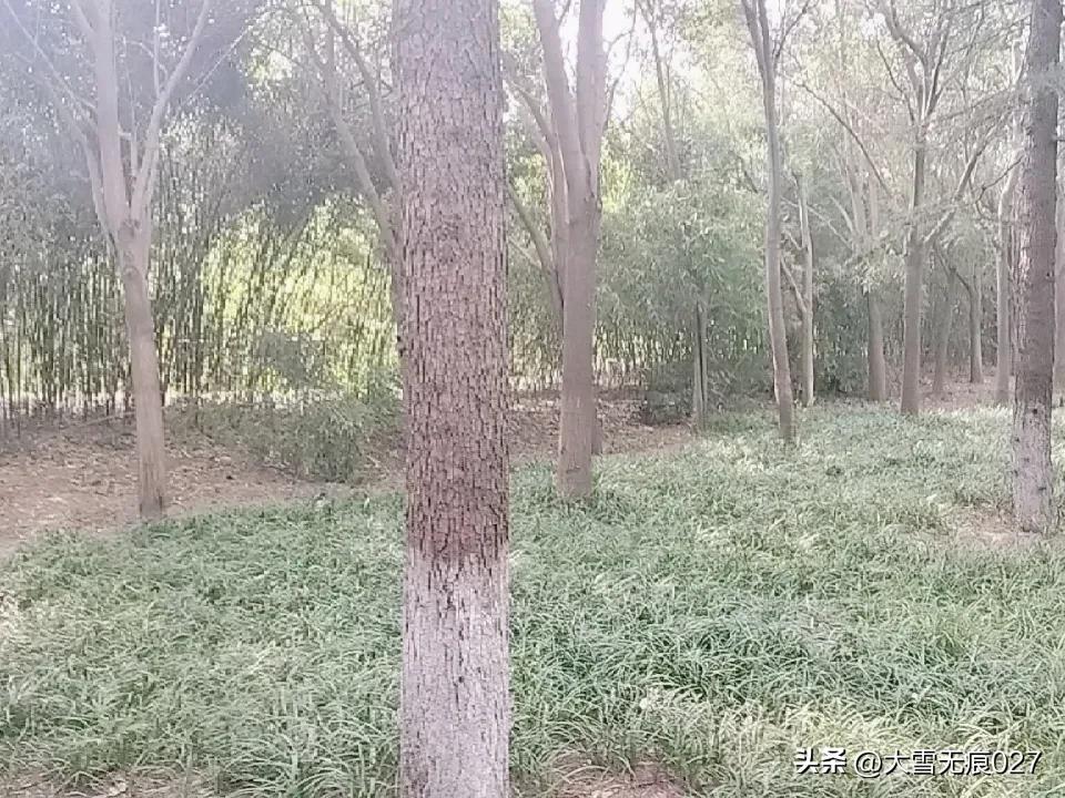 晒图笔记大赛竹林里的初秋，凉爽！