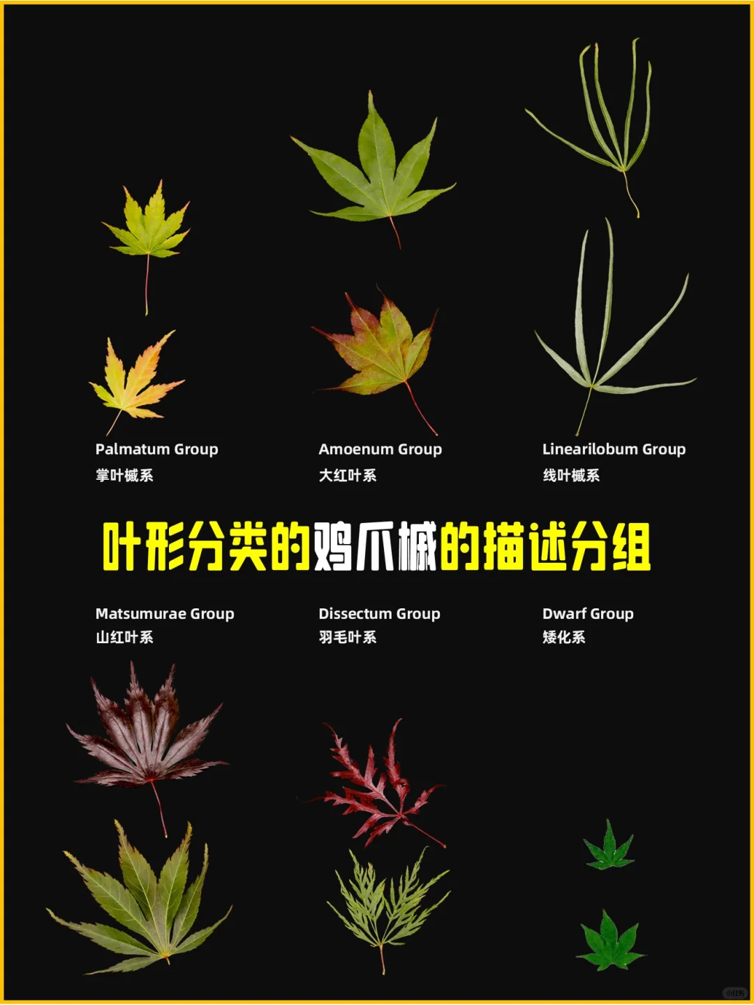 鸡爪槭Japanese maple 叶型分类解析🍁