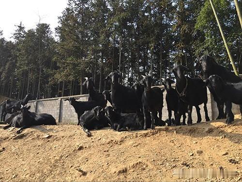 单只羊出栏能赚500-800元，管理得当一年能出栏两批，散户养二三十只，年纯利轻