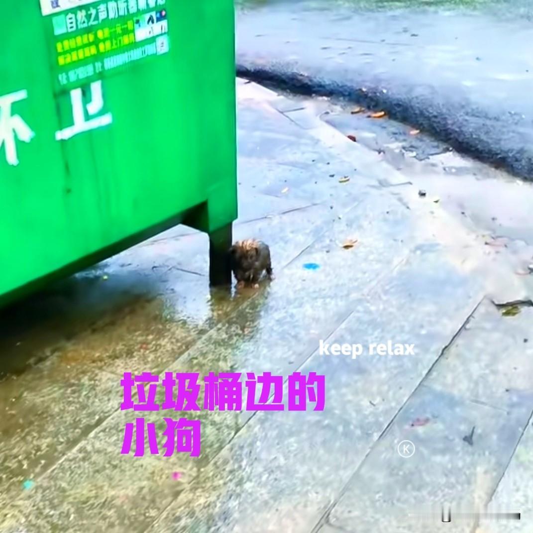 早上下楼倒垃圾，在垃圾桶的旁边发现一只小狗。昨晚下了一场大雨，小狗全身的毛都打湿