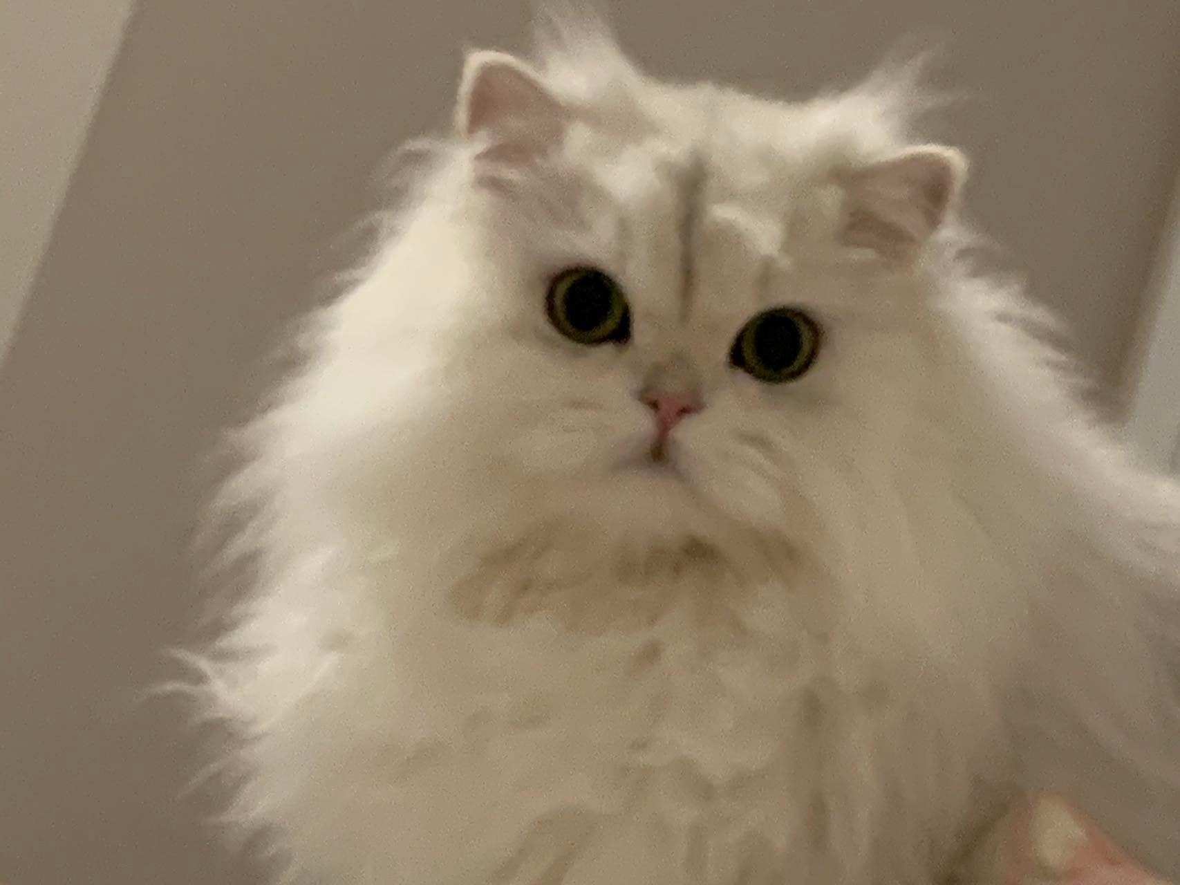 天啦噜#英国长毛猫##银渐层##辣椒家新家回访# ​​​