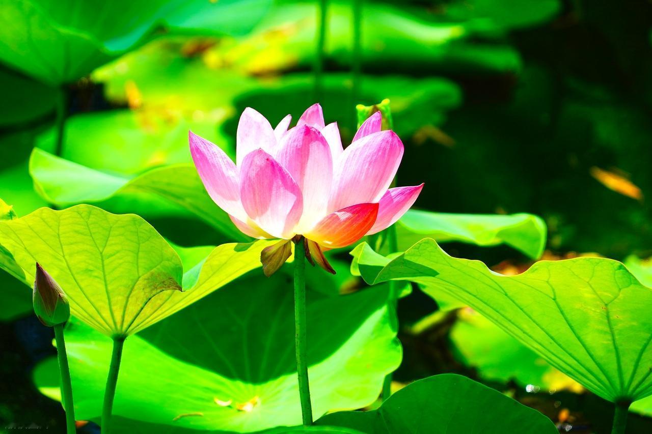 永远不要去指责一个你并不了解的女人太强势，因为你根本不知道，在她孤立无援、需要保