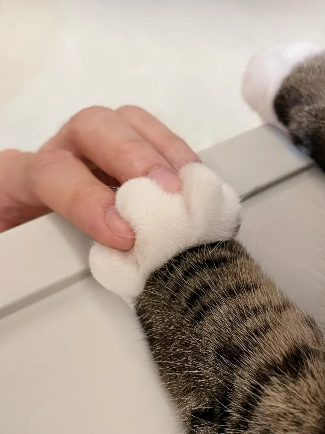 猫猫不语，只是一味的配合 ฅ՞••՞ฅ