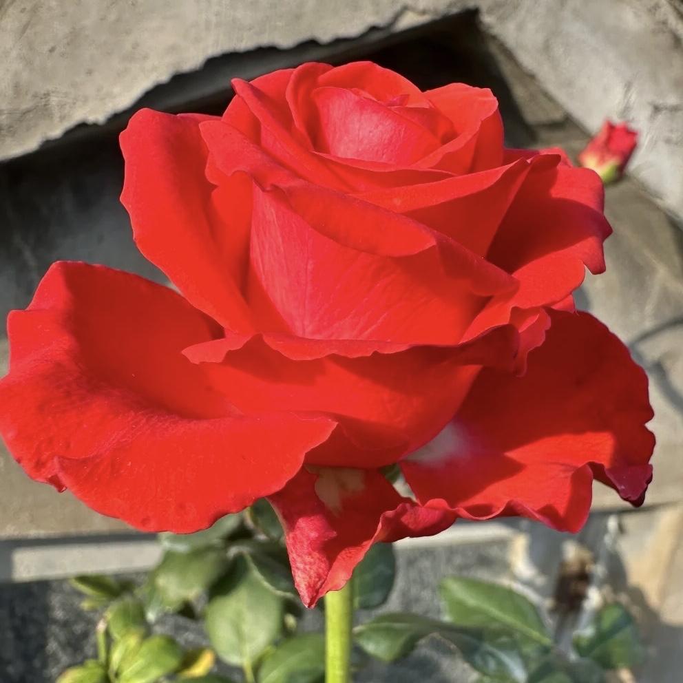 分享图片～月季花
悠然绽放，五彩缤纷
绚丽多彩，赏心悦目