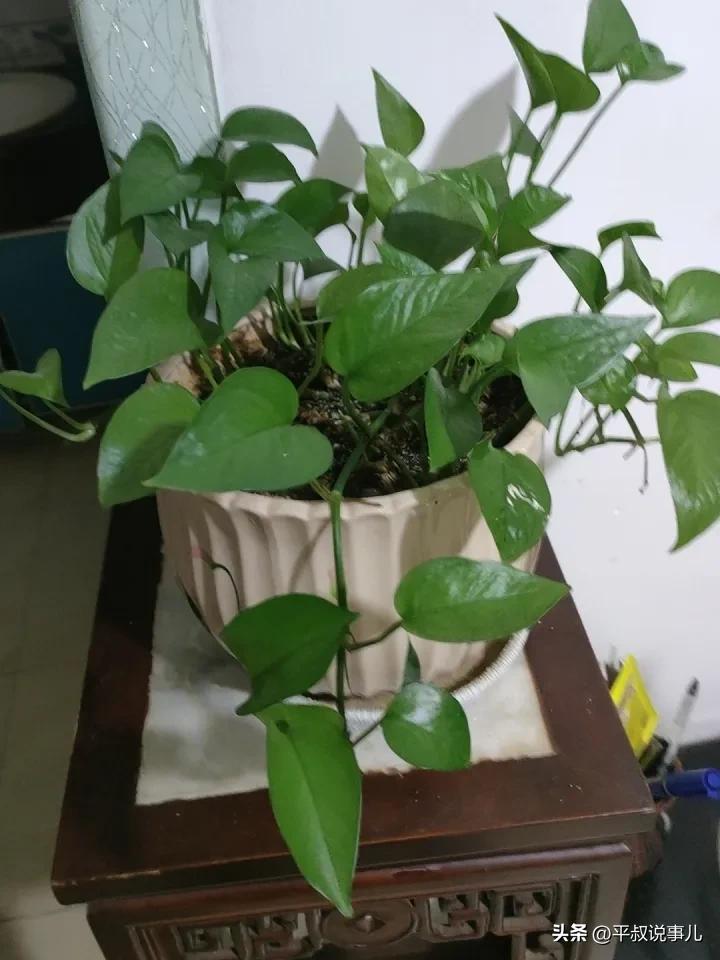 路过的发一张客厅植物照片